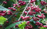 哥斯达黎加塔拉珠牧童庄园水洗精品咖啡冲煮风味口感香气描述