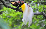 巴布亚新几内亚天堂鸟的来源 巴布亚新几内亚咖啡分级AA与A的区别