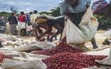 什么是埃塞俄比亚红樱桃计划?阿勒特兰庄园日晒耶加雪菲