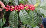 危地马拉安提哥咖啡产地信息 危地马拉安提瓜咖啡豆故事