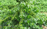 咖啡种植条件有哪些？咖啡树的栽培方法?何时施肥?