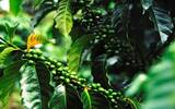 哥斯达黎加咖啡塔拉珠产区唐梅奥处理厂美景庄园咖啡豆风味特点