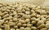 肯尼亚多门PB小圆豆咖啡风味描述 肯尼亚原生树种阿拉比卡水洗豆