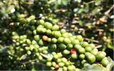 哥伦比亚慧兰手选精品咖啡豆介绍 哥伦比亚拼配咖啡详细描述