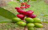 尼加拉瓜遭遇叶锈病，咖啡出口量下降
