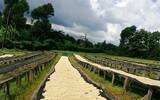 关于哥伦比亚咖啡产区哥伦比亚的咖啡种植种植区域与采收季