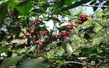 星巴克最优质的咖啡供应庄园，危地马拉安提瓜美蒂娜庄园介绍