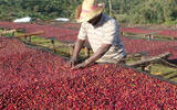 哥斯达黎加托雷斯庄园里瓦斯人处理场黑蜜咖啡风味种植环境介绍
