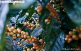尼加拉瓜柠檬树庄园资料信息 红蜜处理黄帕卡马拉咖啡风味特点
