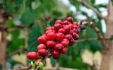 种植咖啡为什麽海拔很重要？对豆物理层面、酸质、风味等有不同？