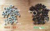 新鲜采收的咖啡生豆与陈年旧豆有什么区别？
