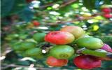 哥斯达黎加咖啡烘焙建议 哥斯达黎加咖啡豆口味风味特点