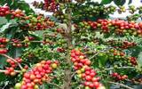 利姆产区的咖啡和西达摩咖啡、耶加雪菲对比风味特点介绍