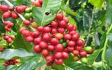 埃塞俄比亚咖啡丰收大年 古吉产区西达摩日晒狮子王抢购一空