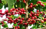 关于萃取咖啡我们需要新鲜、无异味、酸碱度适中、无污染的水