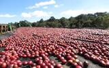 王策决赛使用的咖啡生豆处理方式详细介绍
