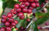 埃塞俄比亚利姆产区Kossa Geshe柯莎格西农场天籁有机日晒咖啡