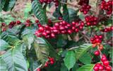 咖啡世界地图——巴拿马咖啡的崛起、种植环境与风味品种