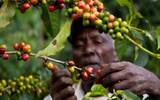 哥伦比压咖啡慧兰产区咖啡分级类型 清新庄园咖啡豆风味描述