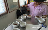 巴拿马卡萨路易兹庄园 PACAMARA品种甜美咖啡风味口感香气描述