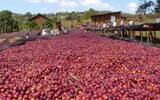 印度果达古县玛哈拉尼-红蜜处理咖啡豆风味口感介绍