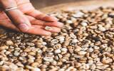 危地马拉咖啡豆 危地马拉咖啡产区薇薇特南果高原-宝湖庄园