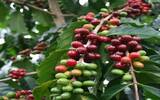 中美洲第1大咖啡生产国-洪都拉斯咖啡 圣文森处理场长胜的秘密