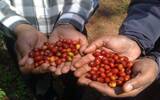 埃塞俄比亚耶加雪菲咖啡豆口感风味偏酸是正常的吗？