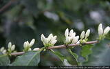 咖啡种植栽培技术 阿拉比卡咖啡如何种植 咖啡种子怎么栽培成树