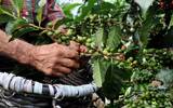 危地马拉基切省El Quiché睡美人庄园Finca La Perla咖啡种植介绍