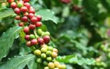 咖啡中五种基础风味的表达依据是什么 为什么是五种基础风味