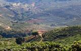 哥斯达黎加咖啡豆分类标准 世界最大咖啡产区之哥斯达黎加塔拉珠
