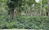 巴拿马-翡翠庄园钻石山系列起源介绍 翡翠庄园钻石山咖啡风味描述