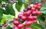 叶尔莎处理厂出品的薇拉沙奇咖啡豆 哥斯达黎加COE第三名