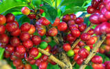 曼特宁咖啡来源 真正的印尼黄金曼特宁与黄金曼特宁风味