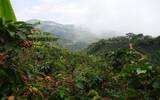 咖啡种植的生长海拔与咖啡的风味关系 云南咖啡种植地区的优势