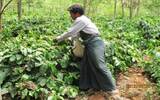 埃塞俄比亚咖啡产区力姆风味特点介绍 八大精品产区的风味区别