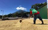 危地马拉圣塔克拉拉 Fredy Guarchaj庄园介绍 阿蒂特兰湖咖啡产区