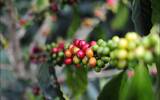 星巴克典藏咖啡-牙买加蓝山风味笔记 种植区故事介绍