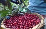 肯尼亚咖啡豆等级 肯亚AA咖啡豆有哪些 肯尼亚咖啡豆推荐