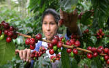 洪都拉斯咖啡浓郁苦甜的可可香气，彷佛一场疗愈的咖啡之旅