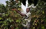 咖啡产区故事 | 咖啡危机来临，乌干达咖啡小农将何去何从？