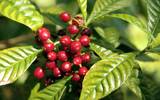 深入了解哈特曼庄园的咖啡美景 咖啡种植园怎样才最环保