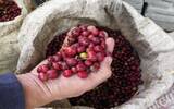 耶加雪菲红樱桃计划咖啡日晒阿勒特兰庄园跟普通耶加雪菲的区别