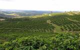 哥斯达黎加咖啡风味特征描述环境介绍 精益求精的哥斯达黎加咖啡