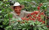 萨尔瓦多咖啡豆 等级 萨尔瓦多咖啡圣伊莲娜庄园介绍