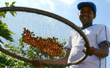 巴西咖啡什么咖啡豆好 巴西咖啡的特色口味与品种产地介绍
