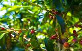 哥斯达黎加70多年历史的咖啡豆种植庄园-DOKA咖啡庄园参观体验