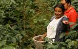 尼加拉瓜布宜诺艾利斯庄园介绍 俗称古巴蓝山的象豆咖啡风味
