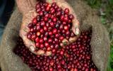 埃塞俄比亚咖啡因含量 日晒夏奇索G1低因咖啡介绍